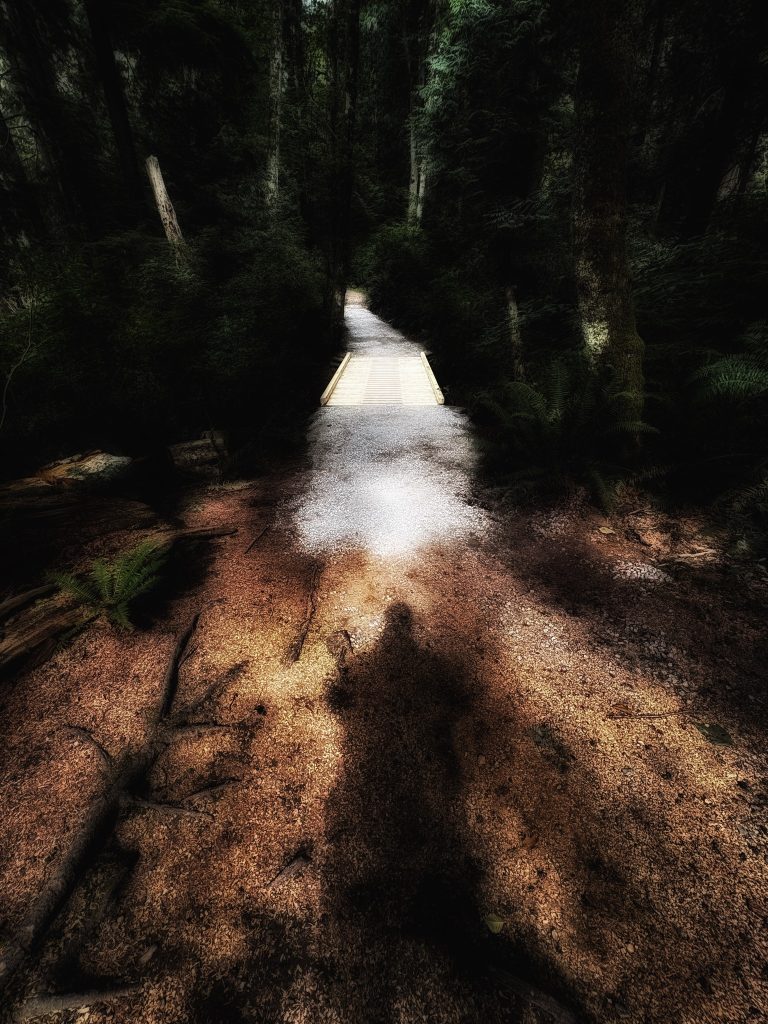 A mysterious shadow is seen in the woods, with a vague bridge in the distance.
