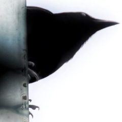A crow perches on a translucent surface as seen from below, its beak, head, and neck visible over the edge.